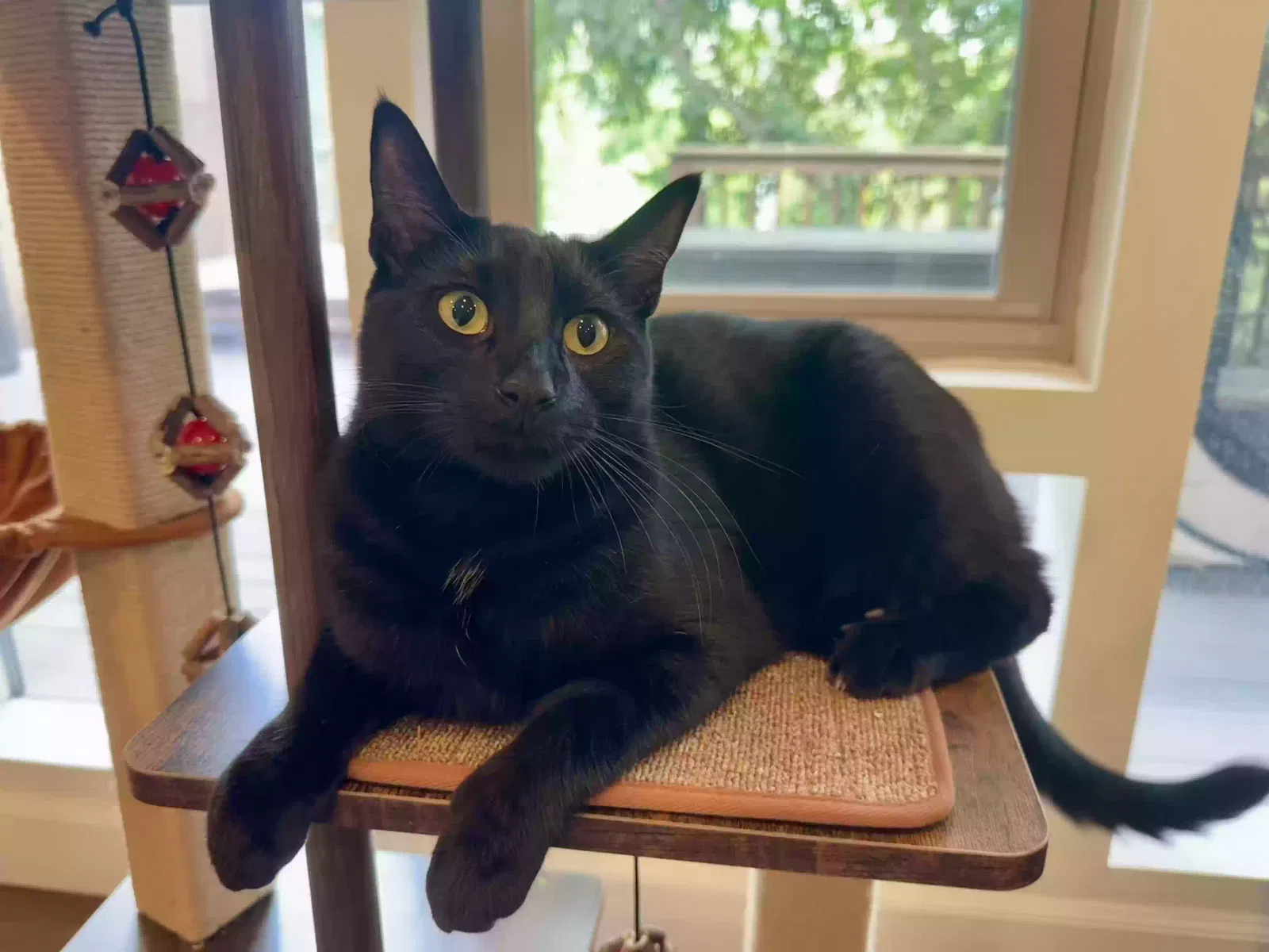 Lunchbox, Domestic shorthair Cat for adoption in Studio City, CA, 91604