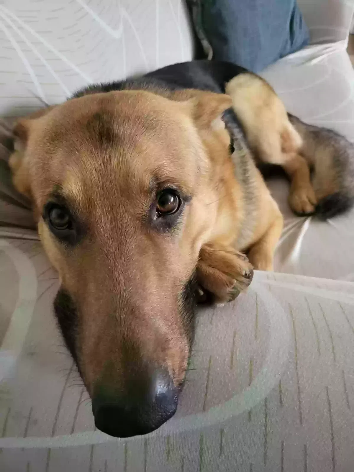 Rex, German Shepherd Dog for adoption in Egg Harbor Township, NJ, 8234