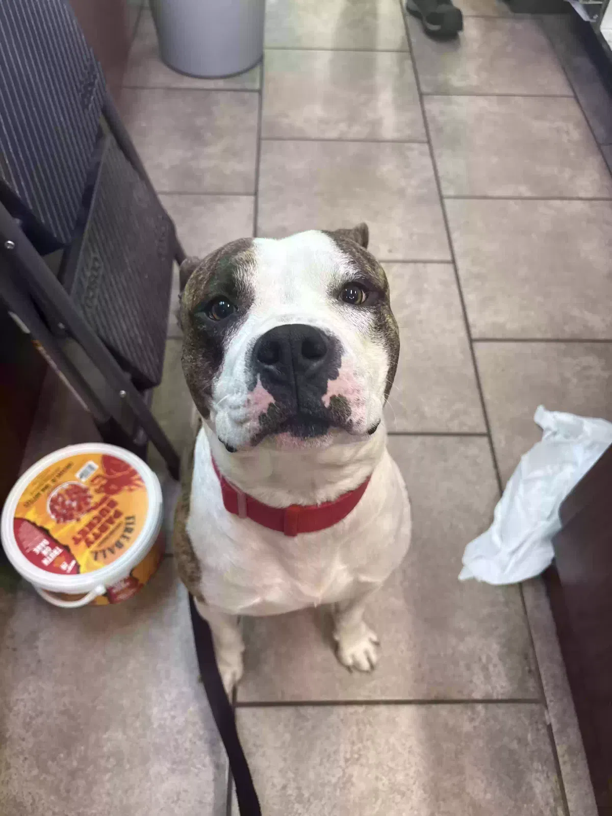 King, Pitbull Dog for adoption in Buckner, MO, 64016