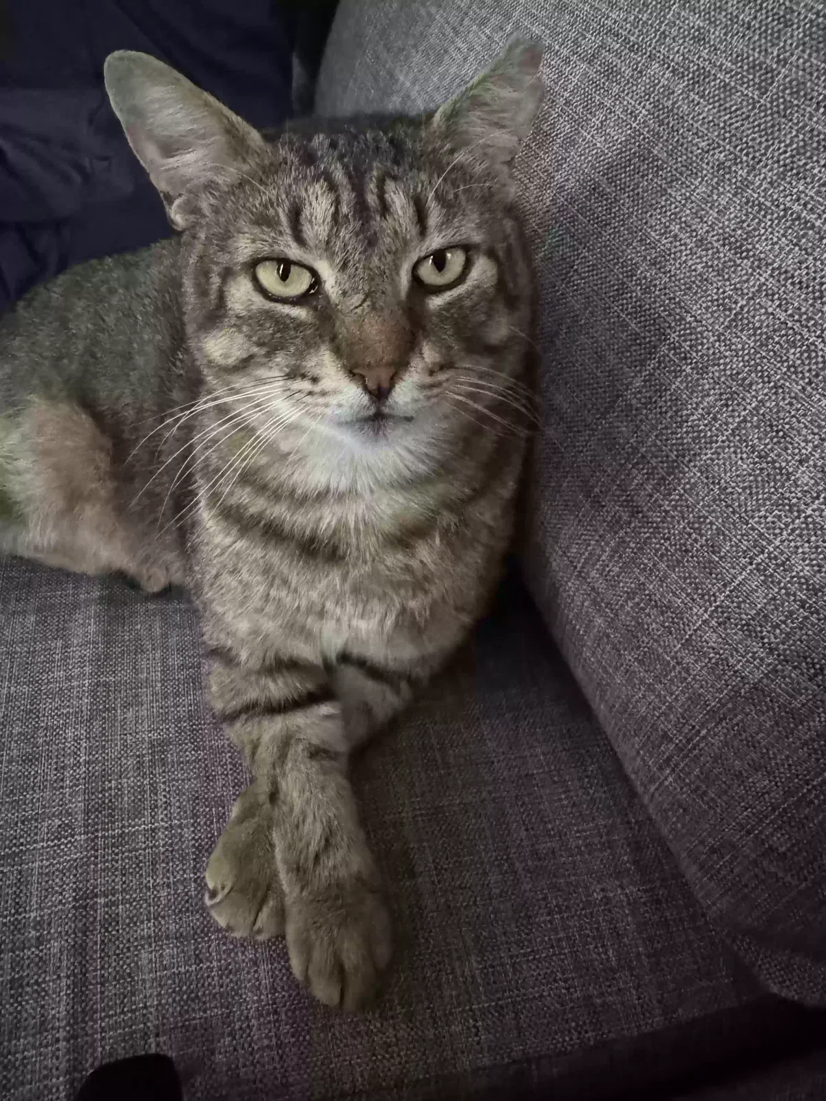 Big Boy, Domestic Short Hair Cat for adoption in Bronx, NY, 10453