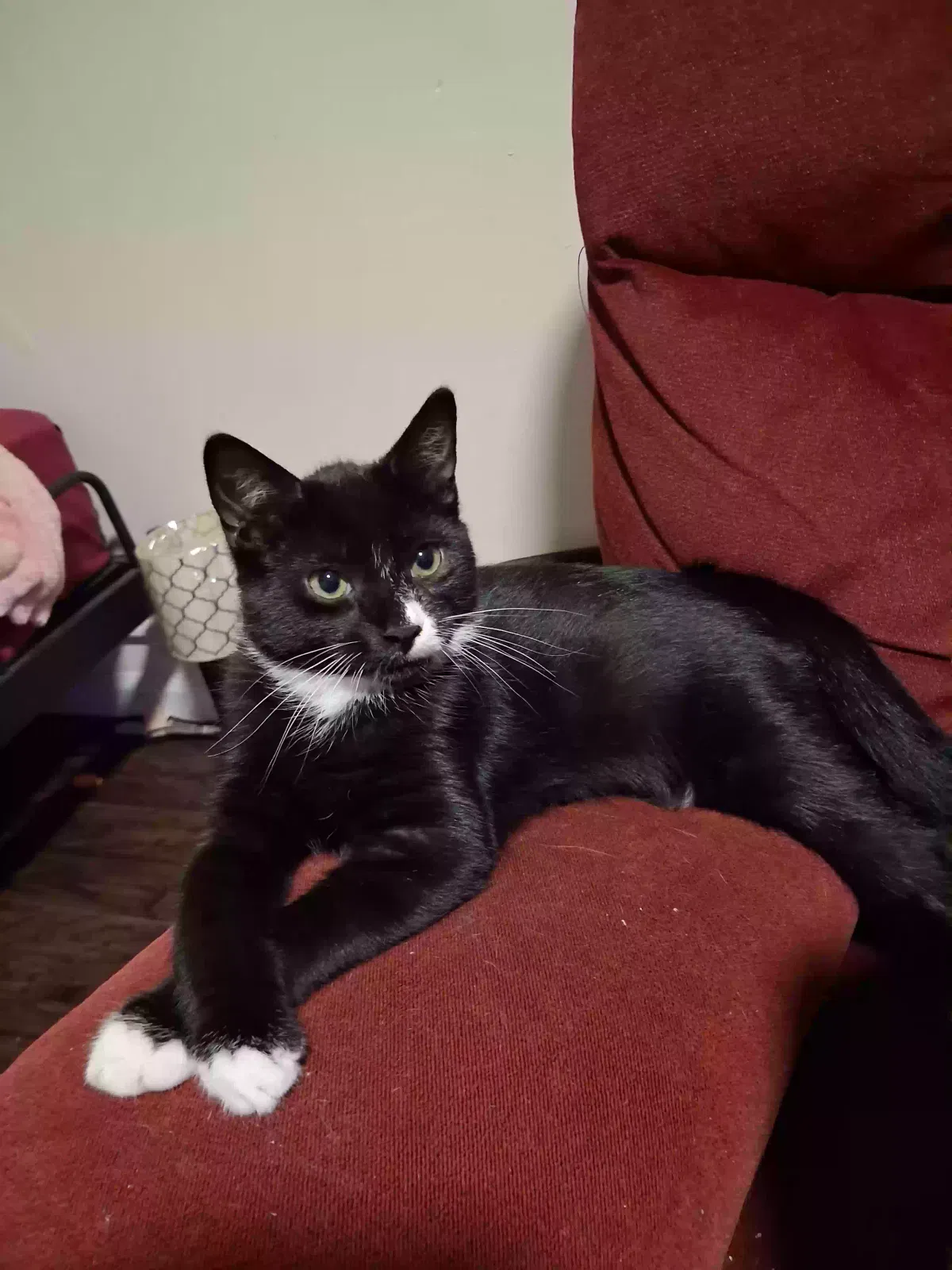 Beans, Unknown Cat for adoption in Brooklyn, NY, 11203