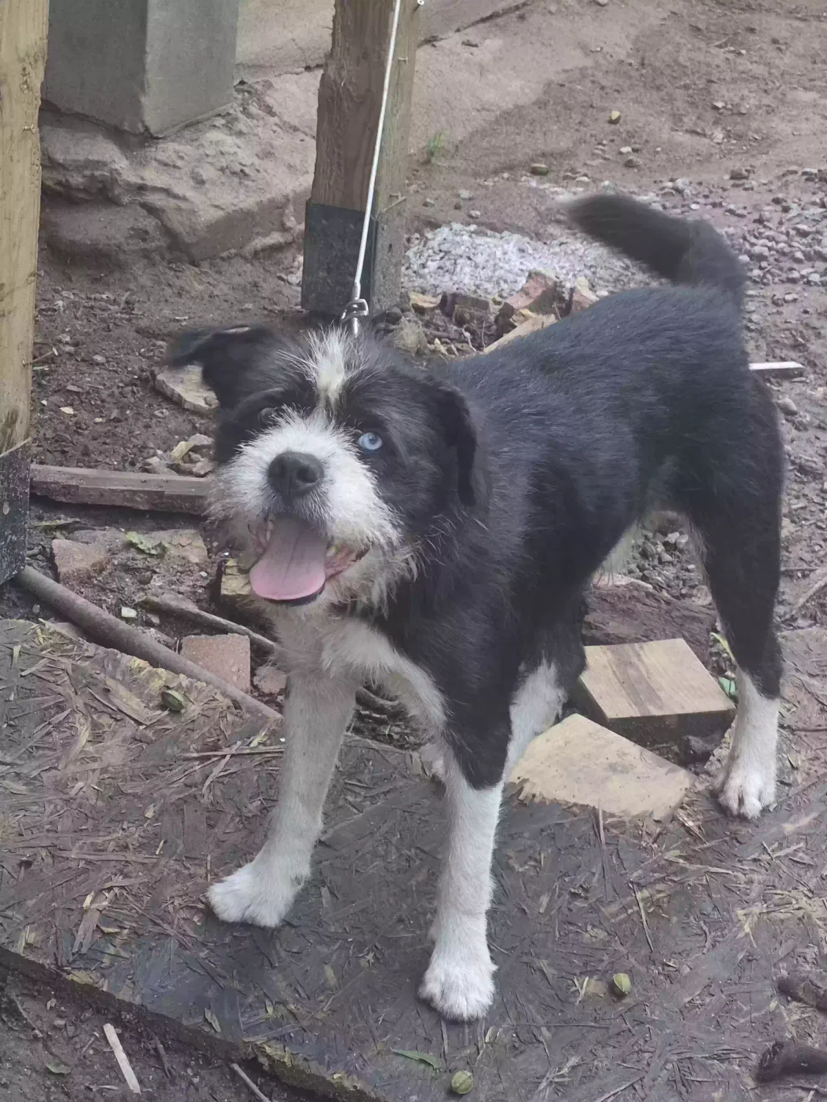 Dog, Unknown Dog for adoption in Hickory, NC, 28602