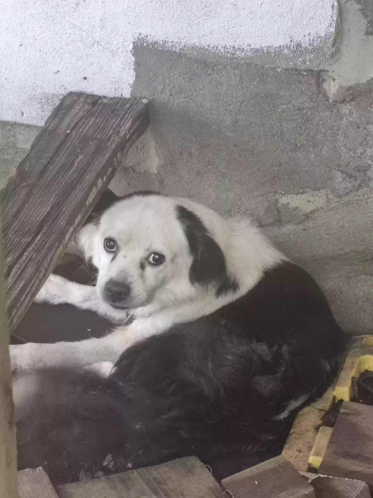 Little bit, Unknown Dog for adoption in Hickory, NC, 28602