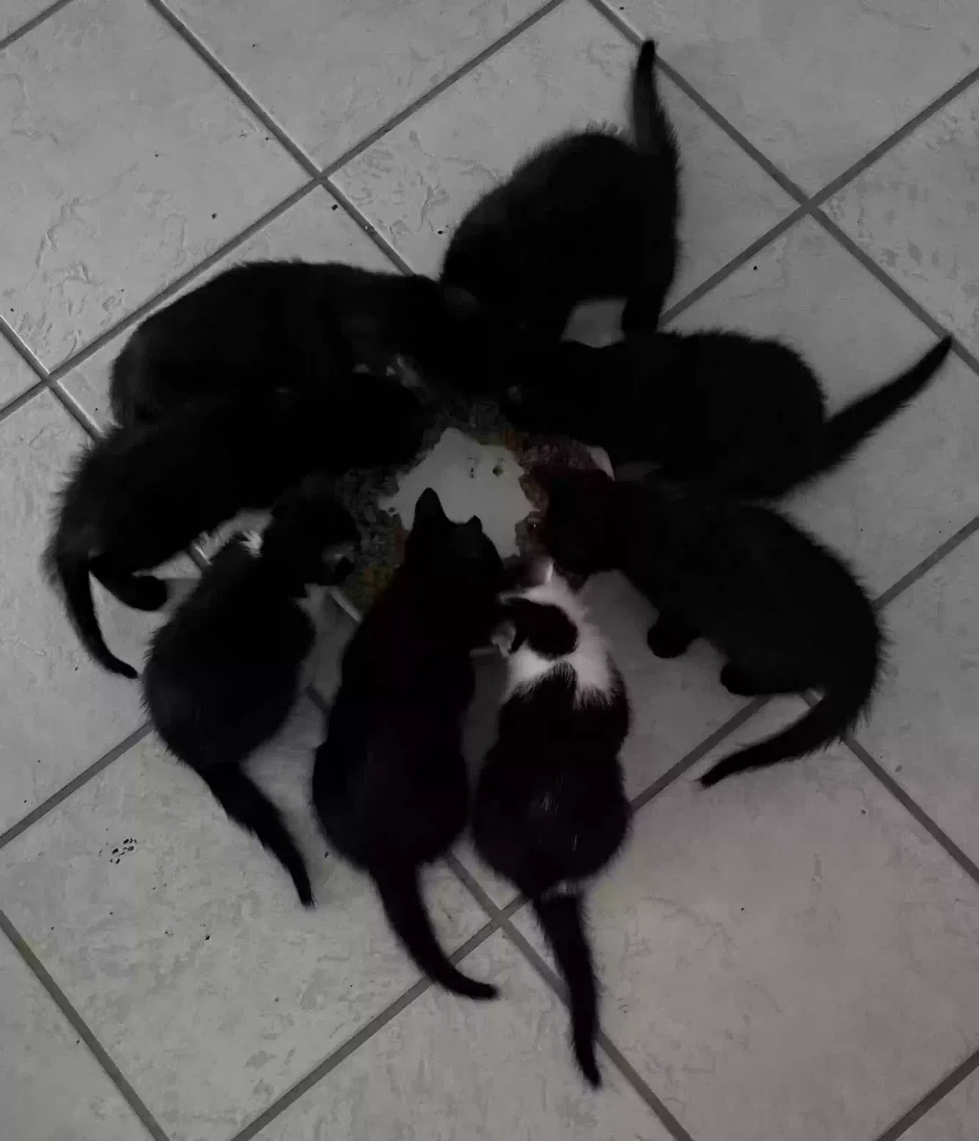 Kittens, Shorthair Cat for adoption in Hardy, AR, 72542