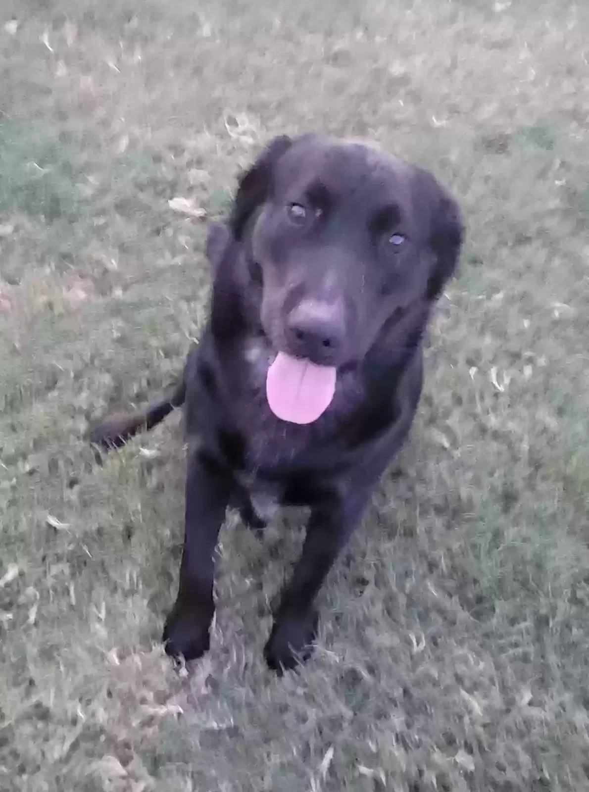 Wesley, mixed Dog for adoption in Wylie, TX, 75098