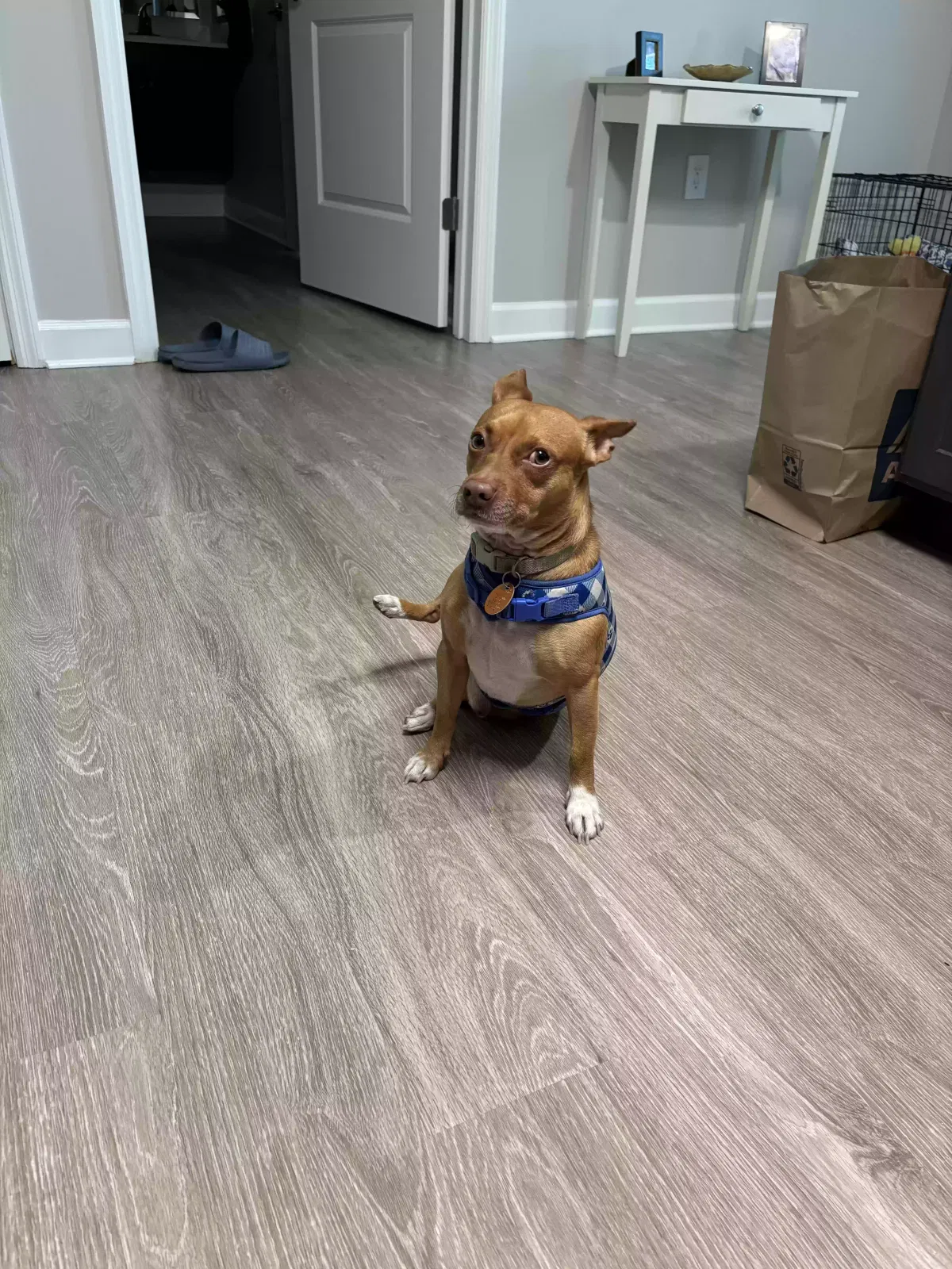 Mylo, Unknown Dog for adoption in Union City, GA, 30291