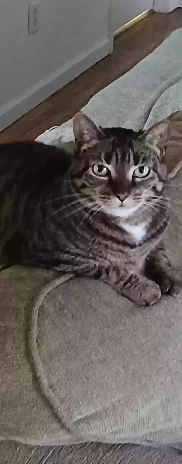 Simon, Unknown Cat for adoption in Benton, AR, 72019