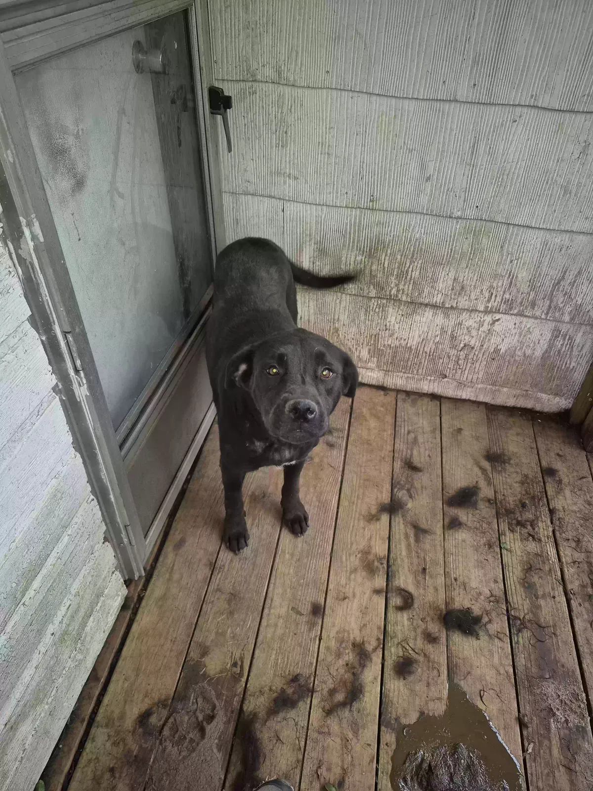 Athena, Unknown Dog for adoption in Hickory, NC, 28602