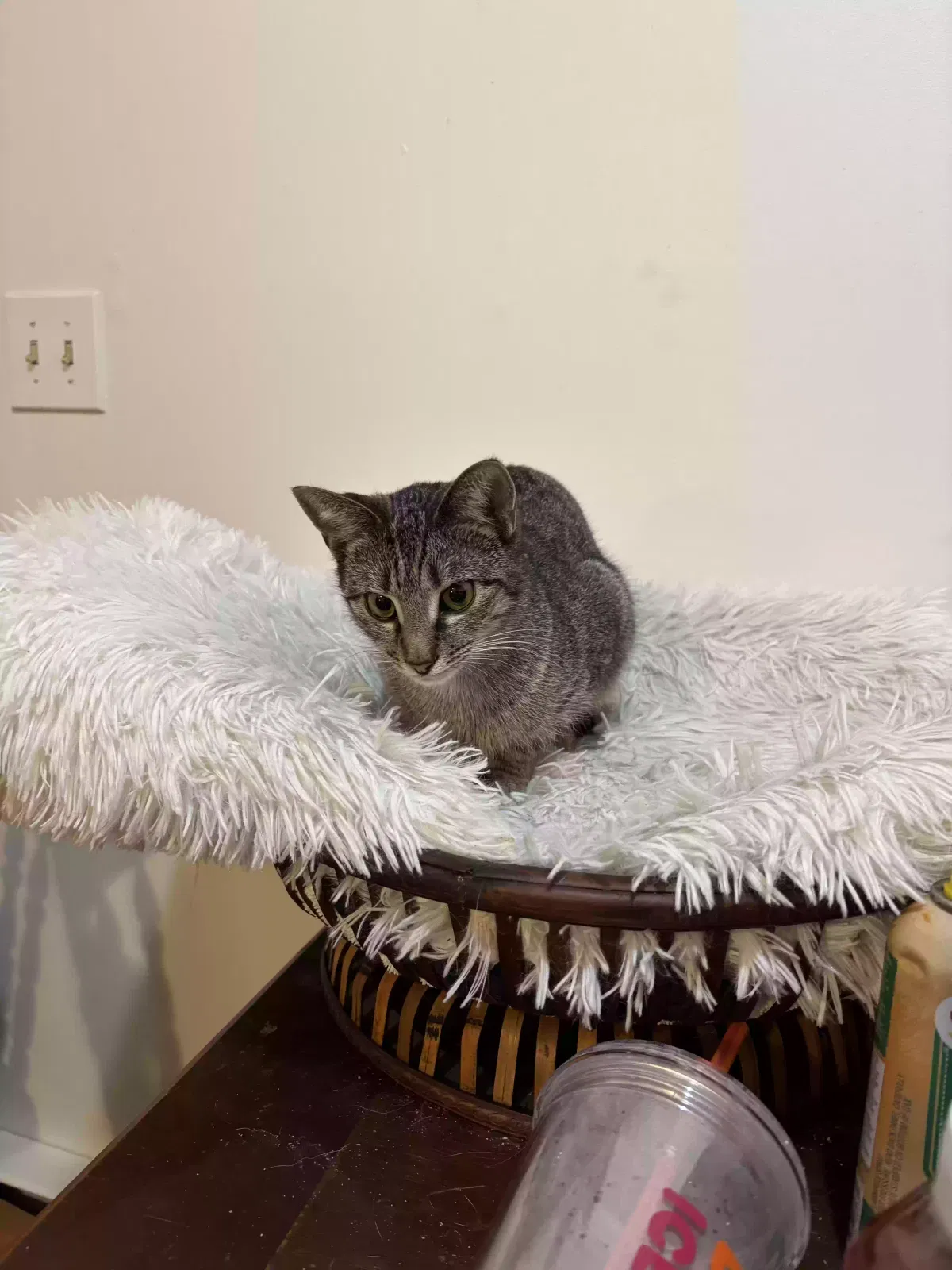 Cat, Unknown Cat for adoption in Waterbury, CT, 6705