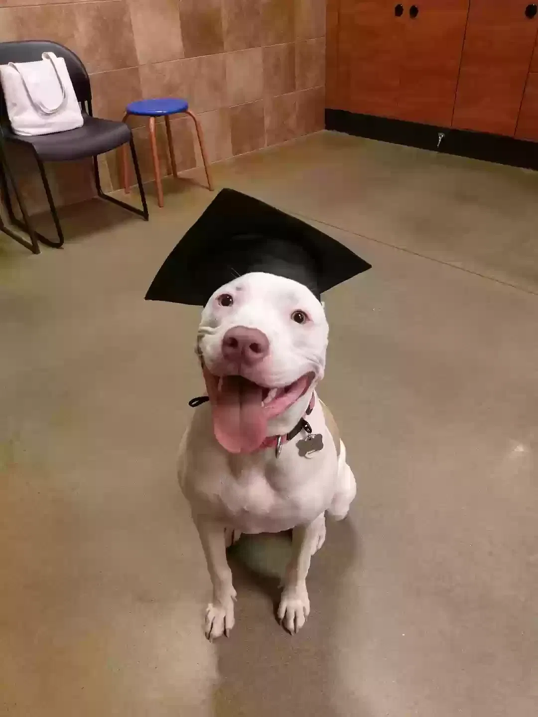 Dog, American Stafford terrier Dog for adoption in Decatur, GA, 30032