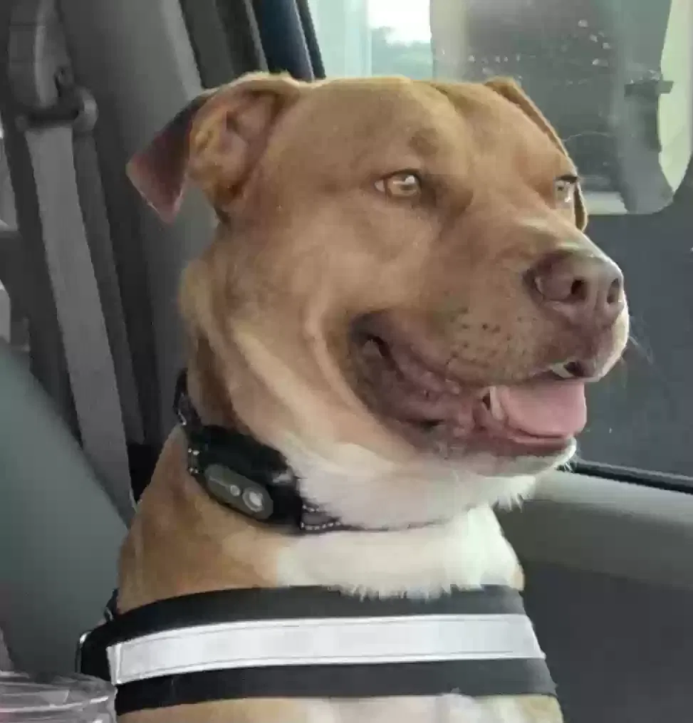 Bruno, Bulldog mix Dog for adoption in Oneonta, AL, 35121