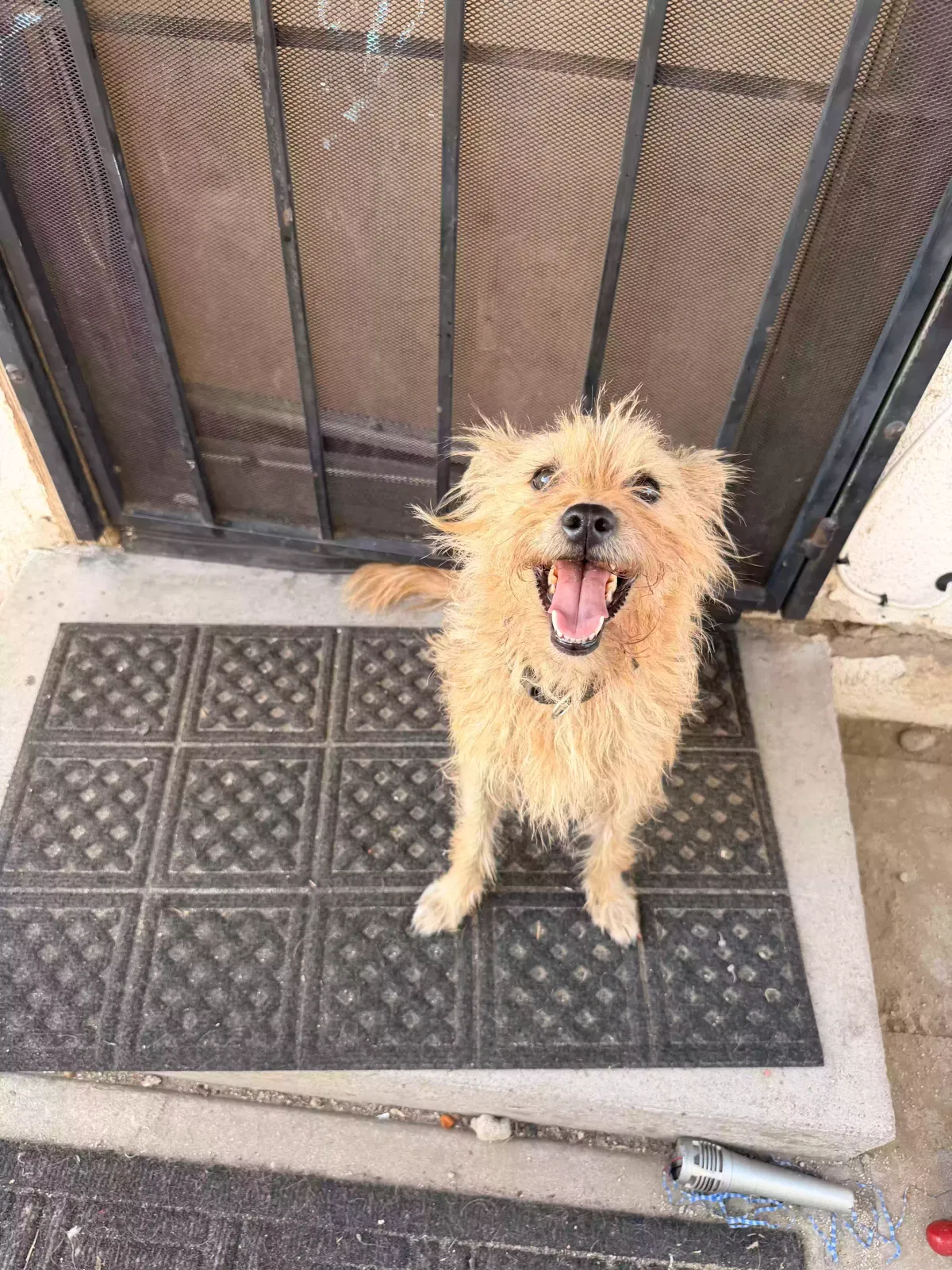 Coco, Terrier Mix Dog for adoption in Rialto, CA, 92376