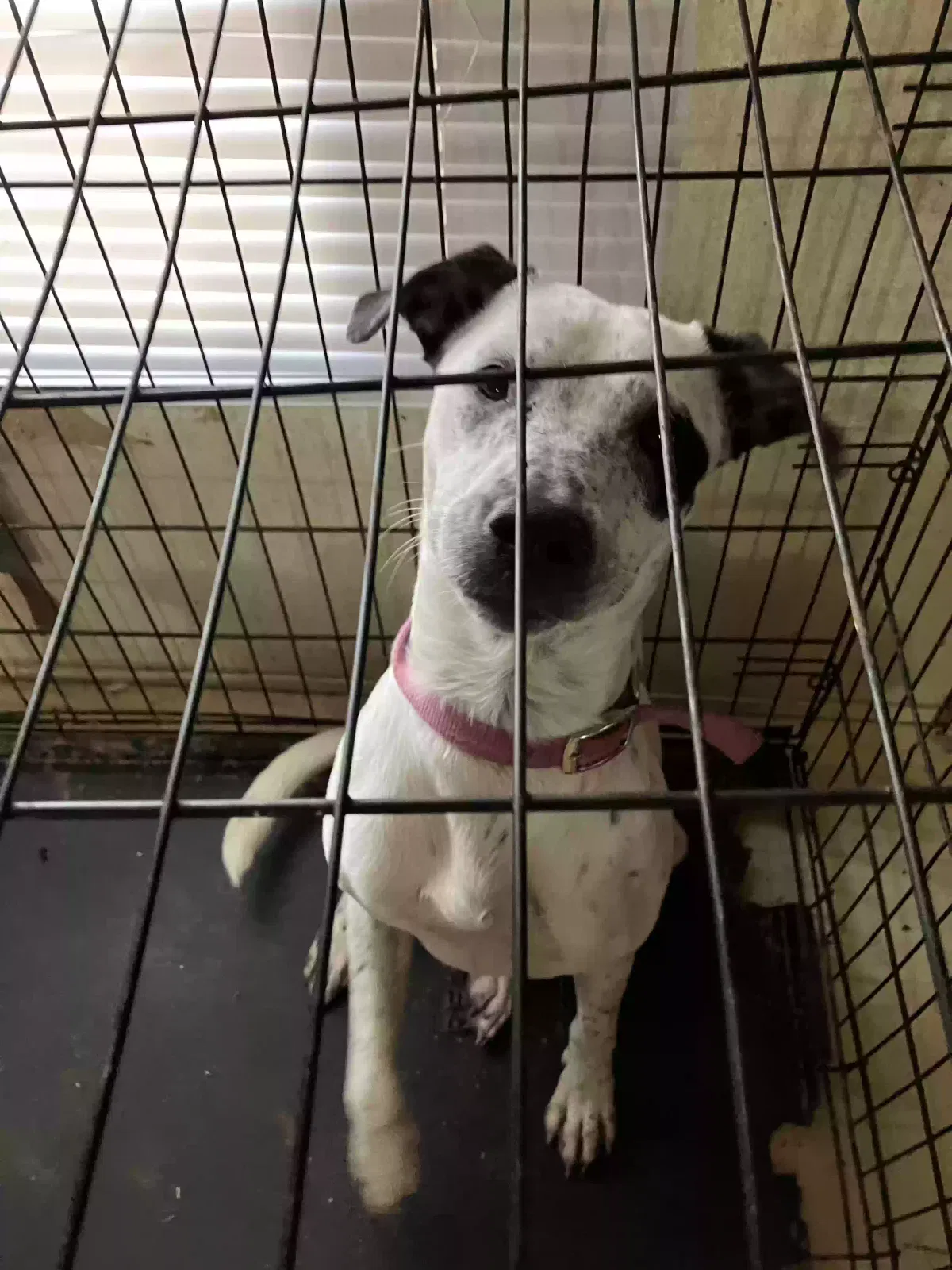 Dottie, Unknown Dog for adoption in Burns Flat, OK, 73624