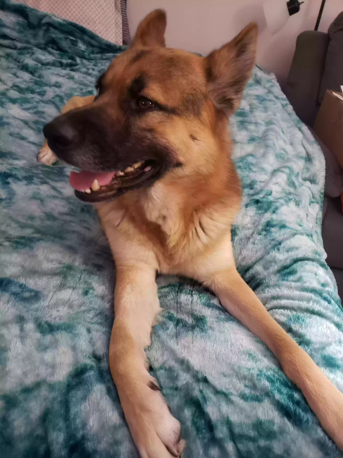 Polo, Sheppard/Husky Dog for adoption in Portland, OR, 97222