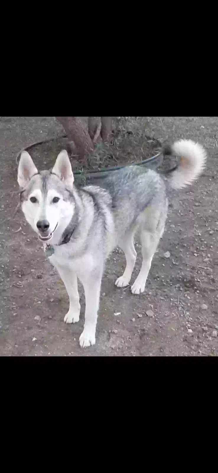 Riley, Husky/German Shepherd Dog for adoption in Redlands, CA, 92373