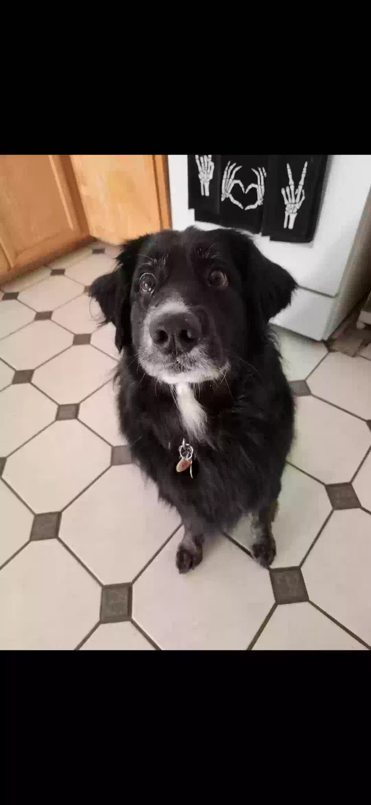 Cooper, Australian Retriever Dog for adoption in Redlands, CA, 92373