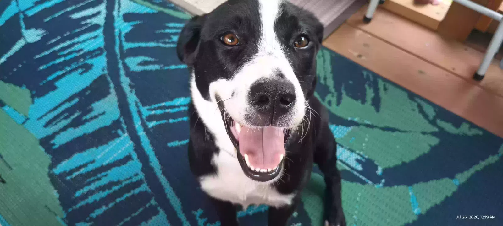 Girl, Unknown Dog for adoption in Lake View, SC, 29563