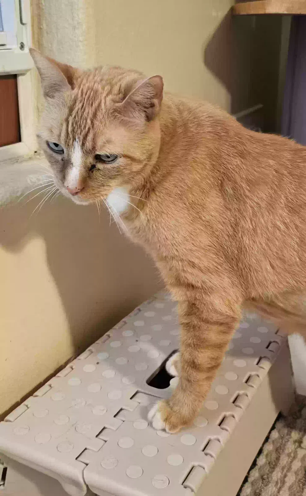 Morty, Unknown Cat for adoption in Hesperia, CA, 92345