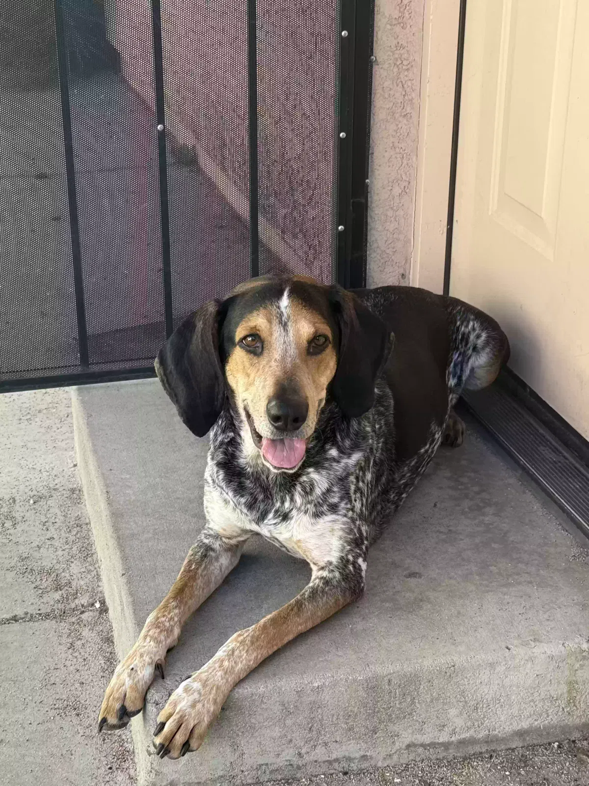 Hank, Bluetick Coonhound Dog for adoption in Longmont, CO, 80504
