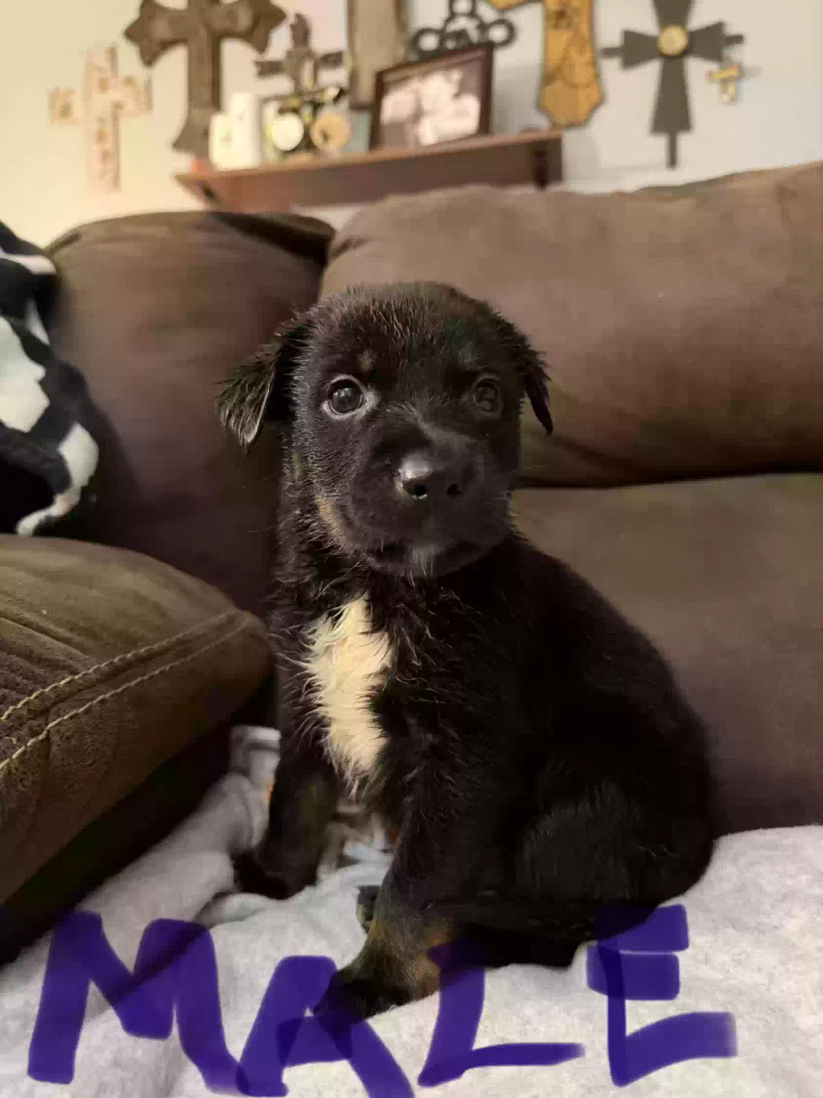 Dog, German Shepherd/Texas healer Dog for adoption in Abingdon, VA, 24210