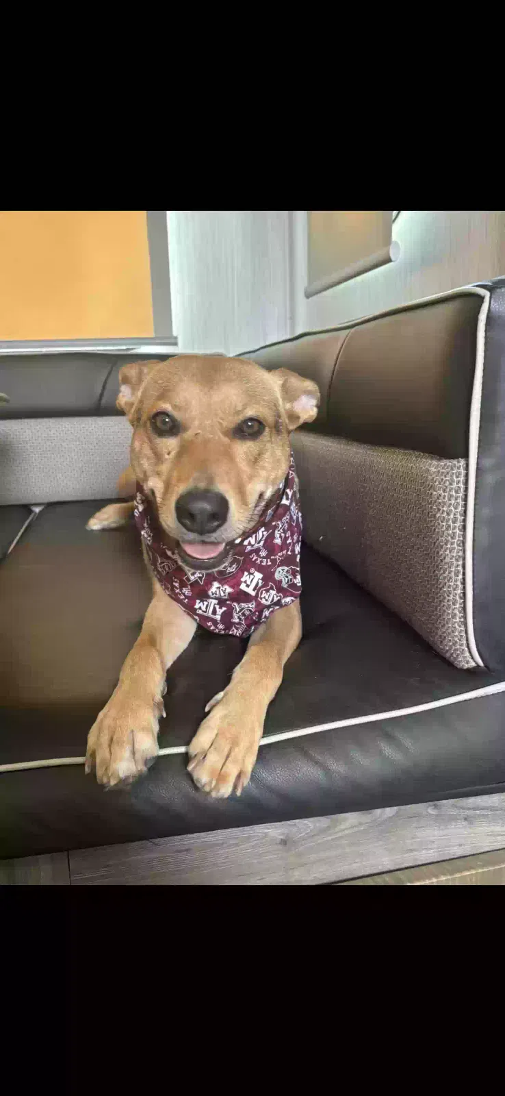 Molly, Mutt Dog for adoption in Houston, TX, 77062