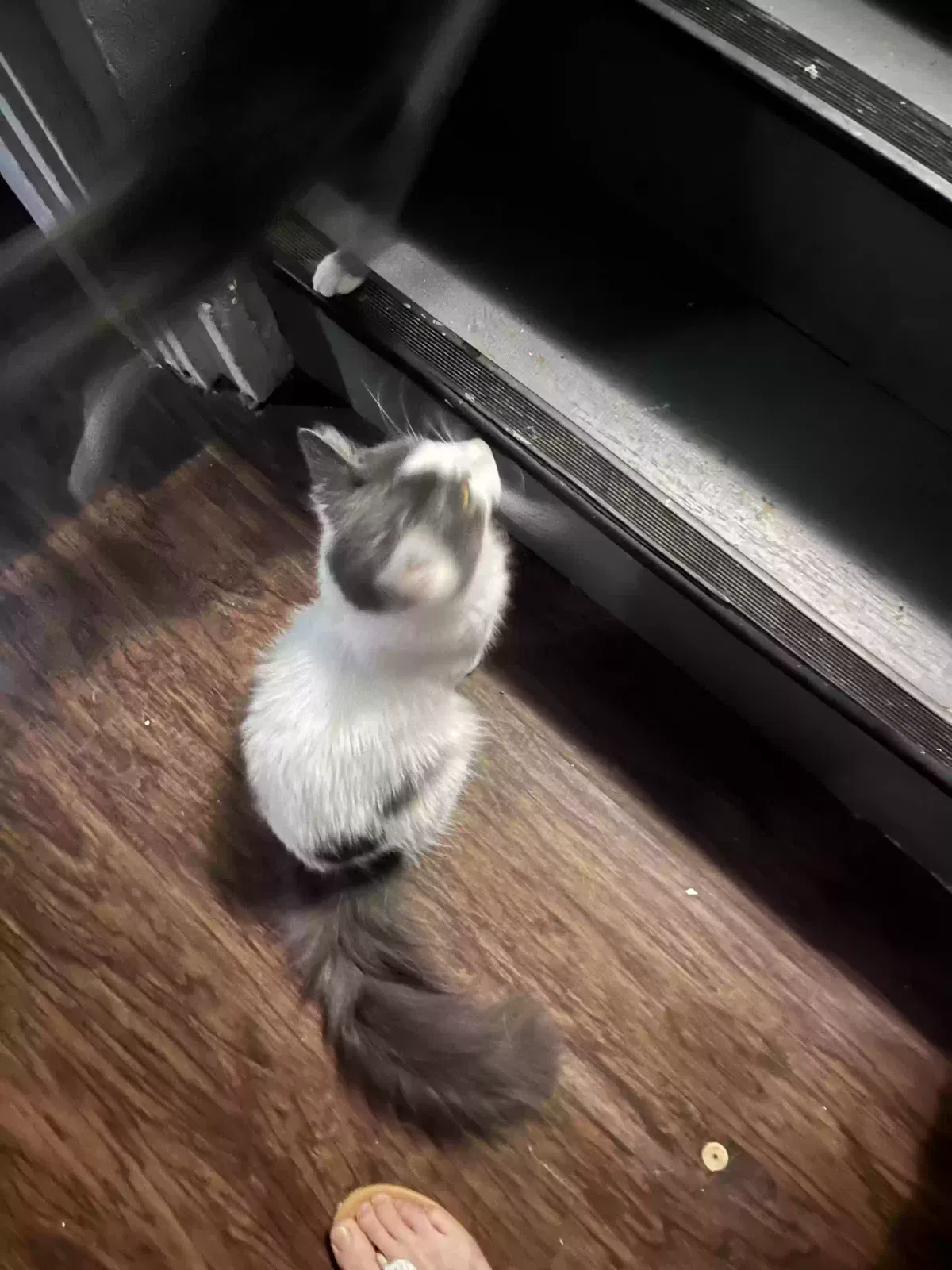Spot, Unknown Cat for adoption in Cincinnati, OH, 45205