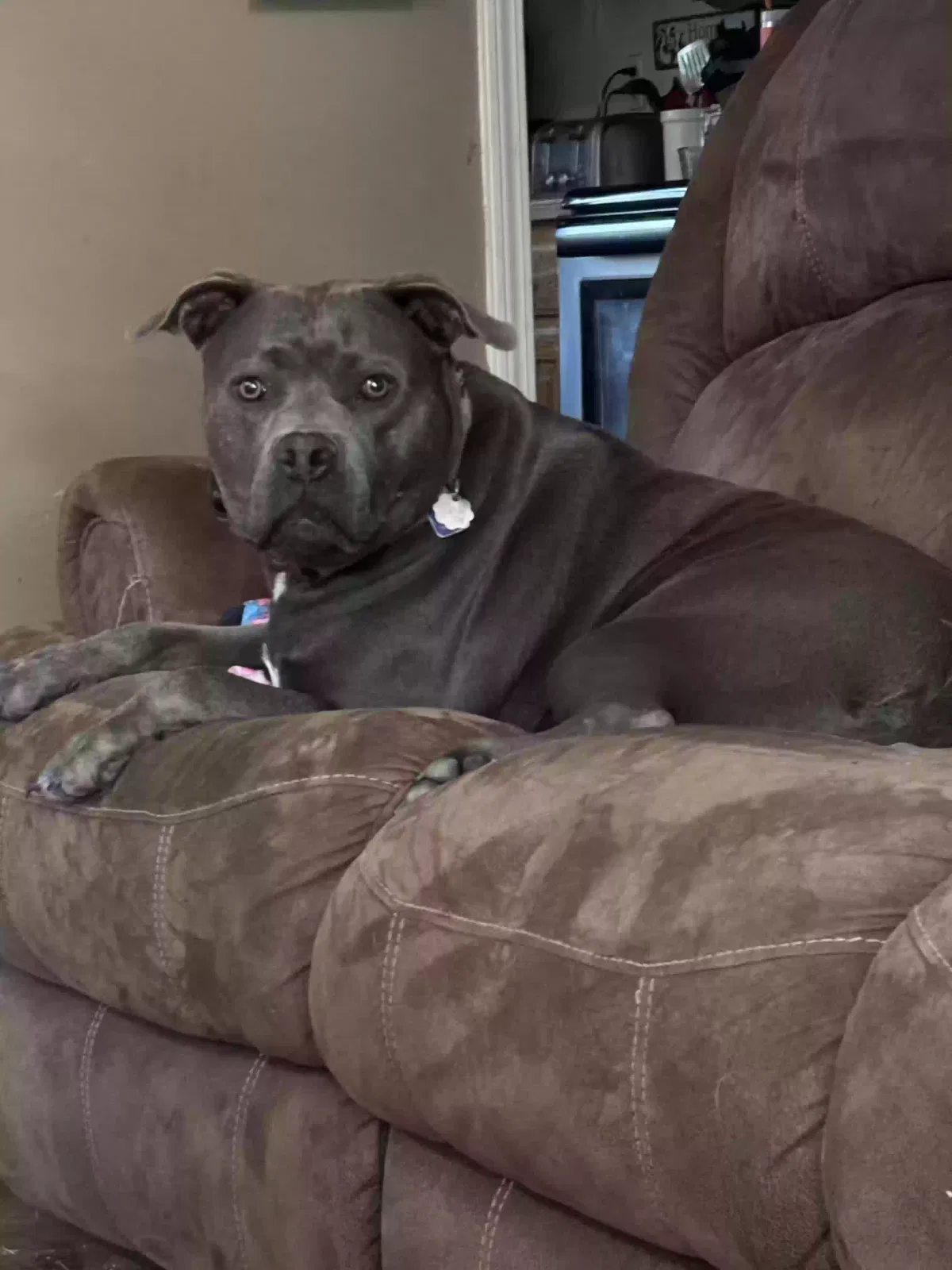 Daisy, Pit Bull Dog for adoption in Kansas City, MO, 64155