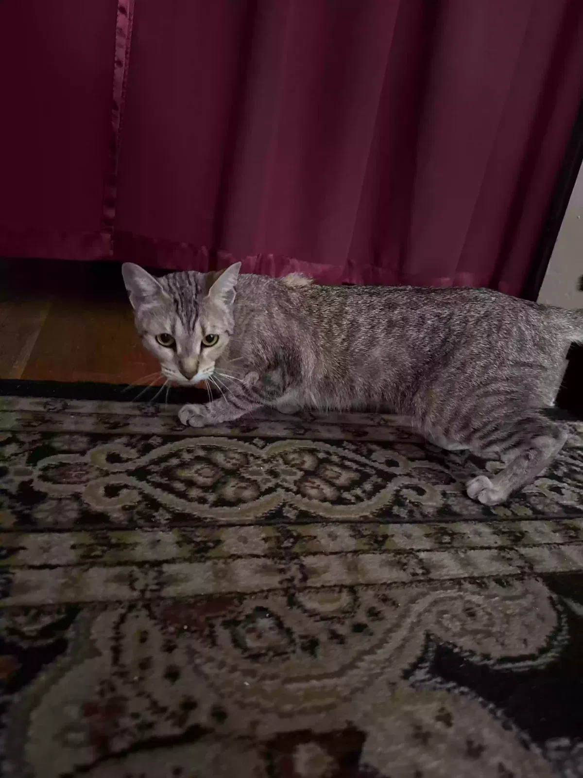 Mueza, Unknown Cat for adoption in Brooklyn, NY, 11204