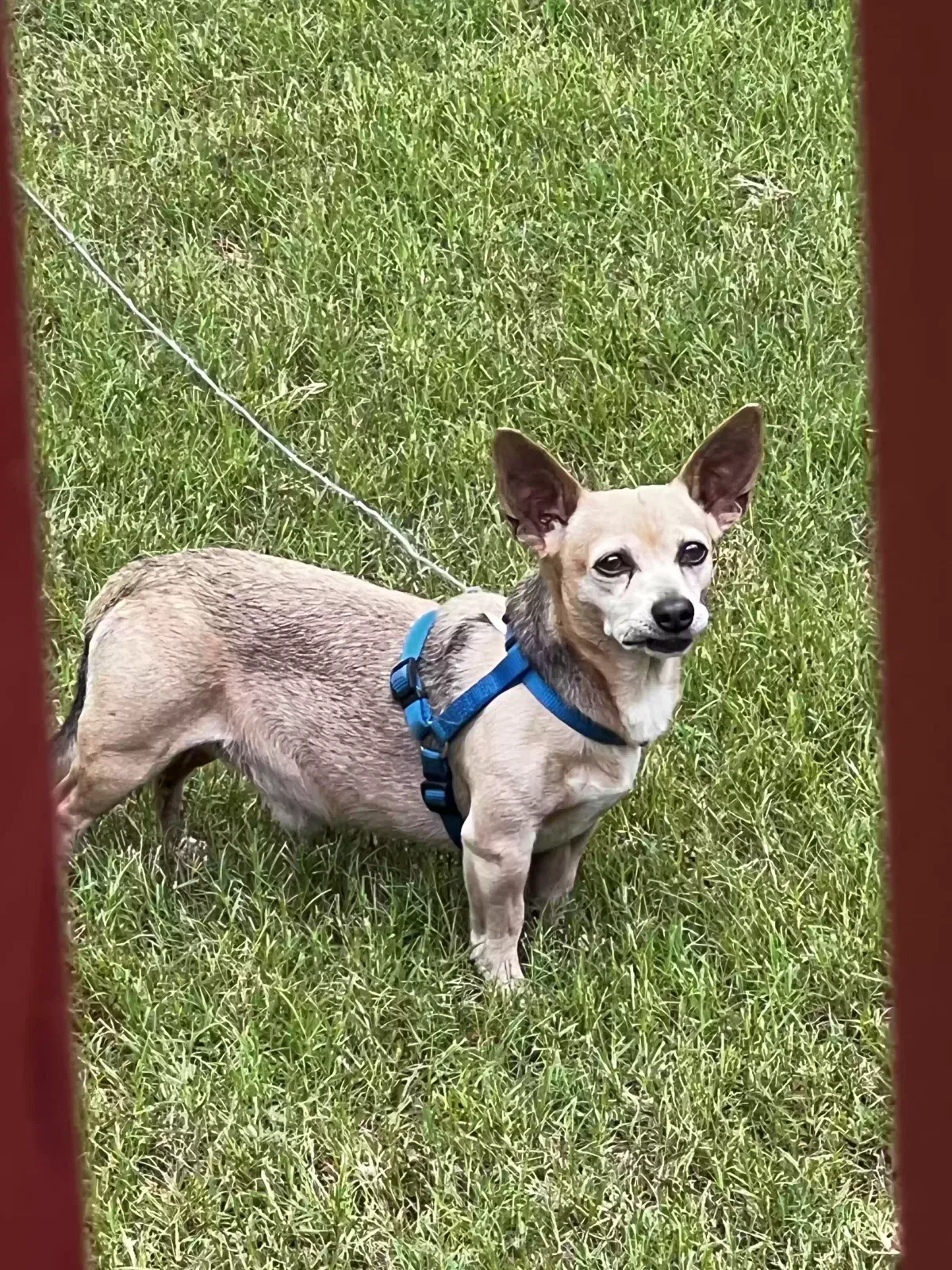 Dog, Unknown Dog for adoption in Snellville, GA, 30039