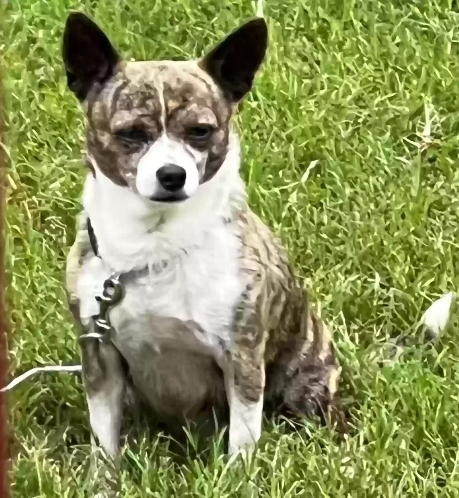 Dog, Chihuahua Dog for adoption in Snellville, GA, 30039