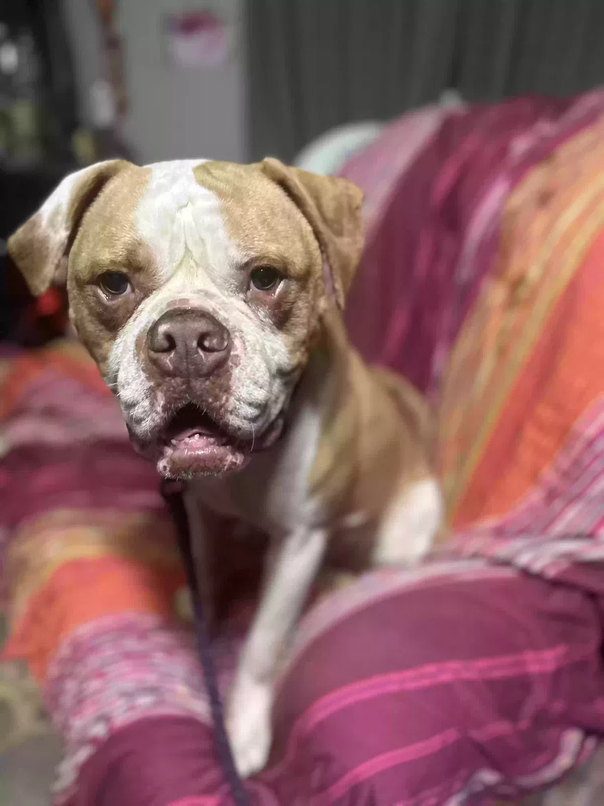 Dog, American bulldog Dog for adoption in Conyers, GA, 30013