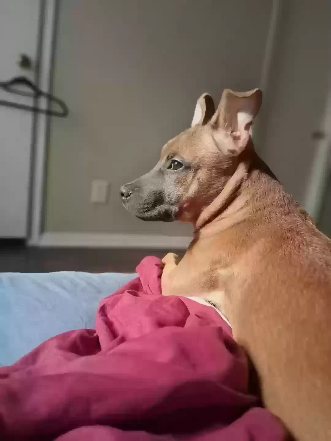 Dog, Unknown Dog for adoption in Snellville, GA, 30078