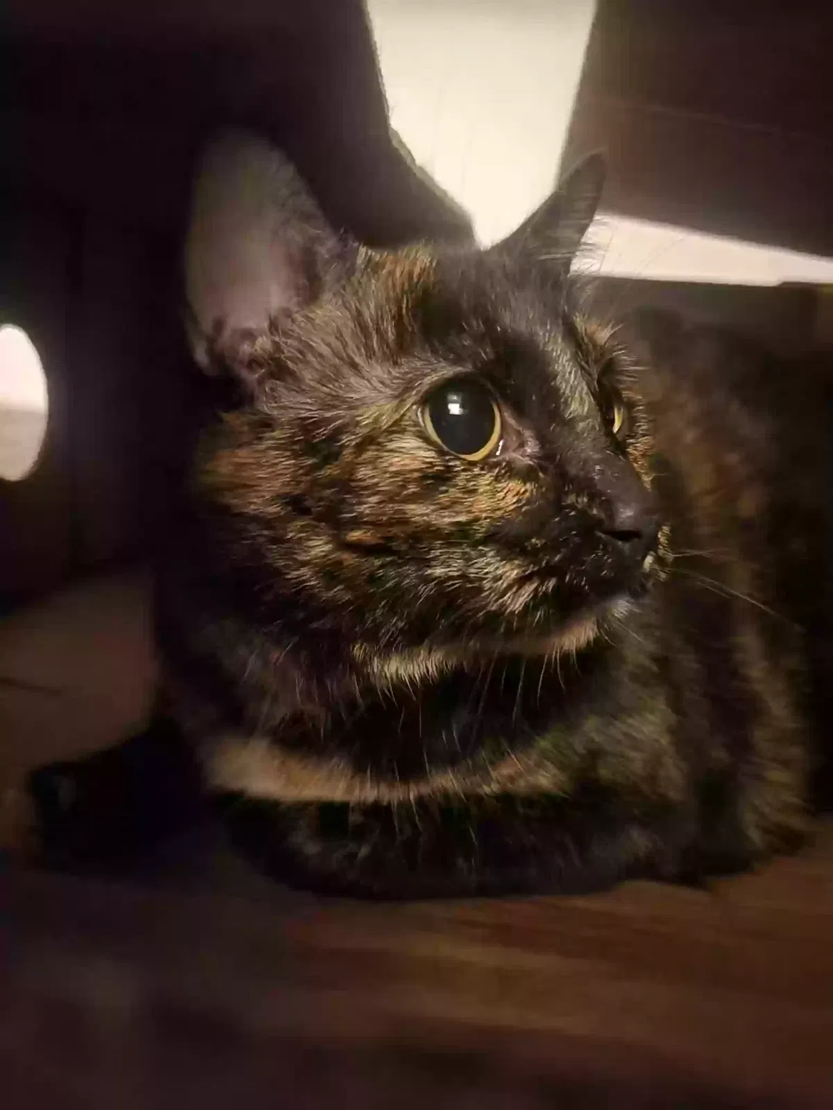 Chingy, Tortoiseshell Cat for adoption in Modesto, CA, 95354
