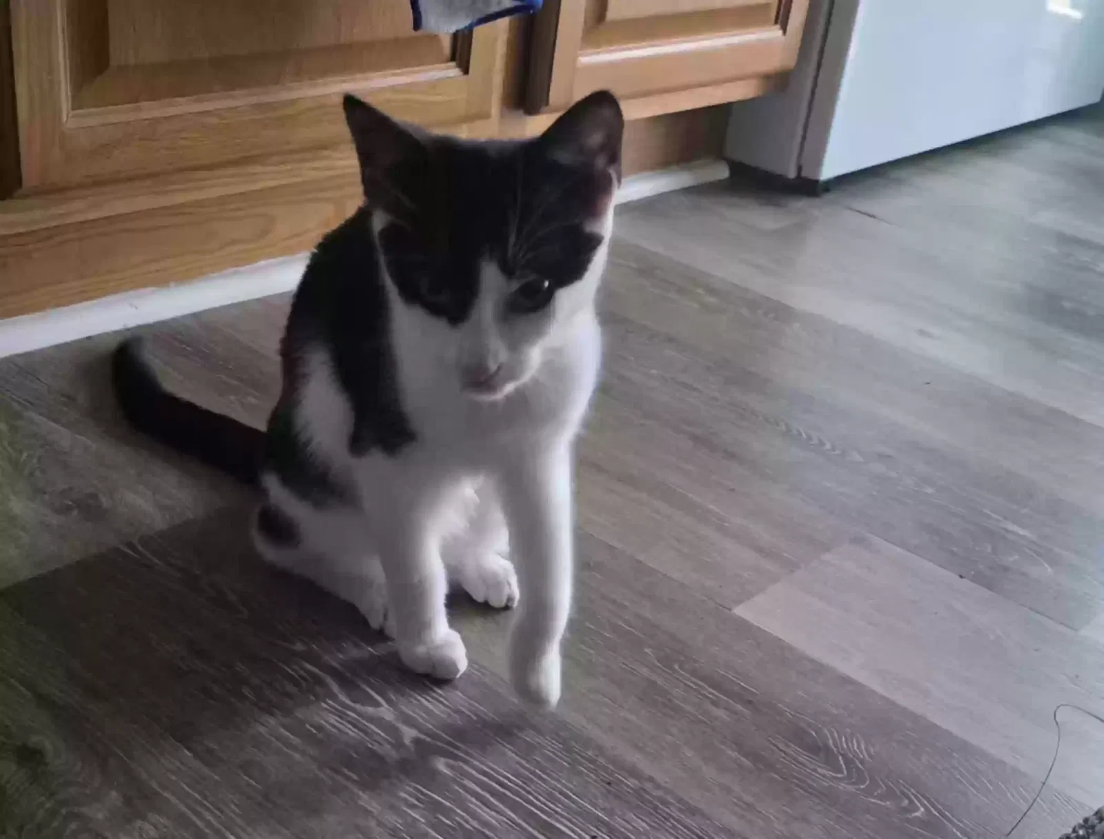 LENA, LUNA, TUXEDO Cat for adoption in Waterbury, CT, 6708