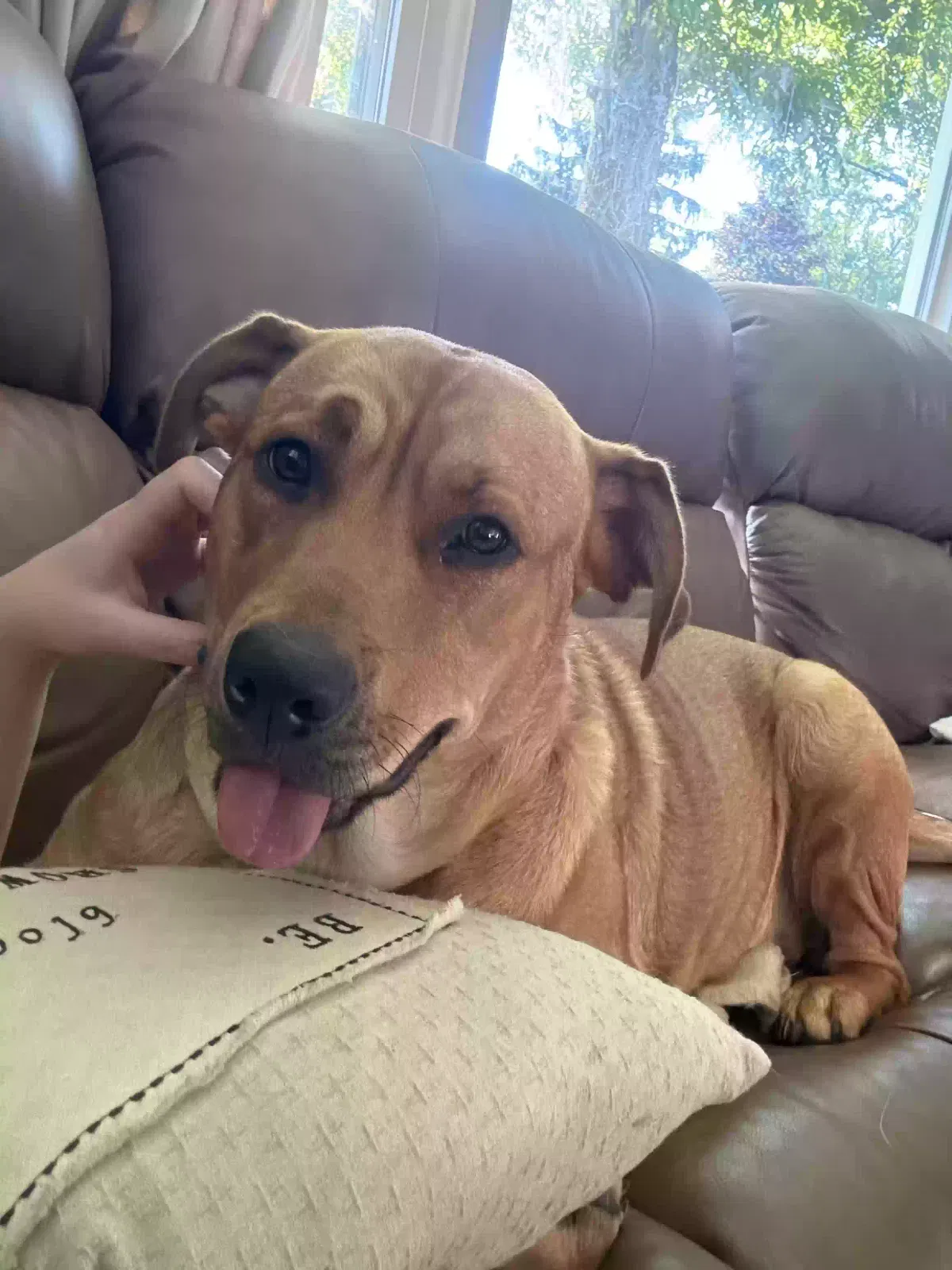 Sadie, Unknown Dog for adoption in Kalamazoo, MI, 49048