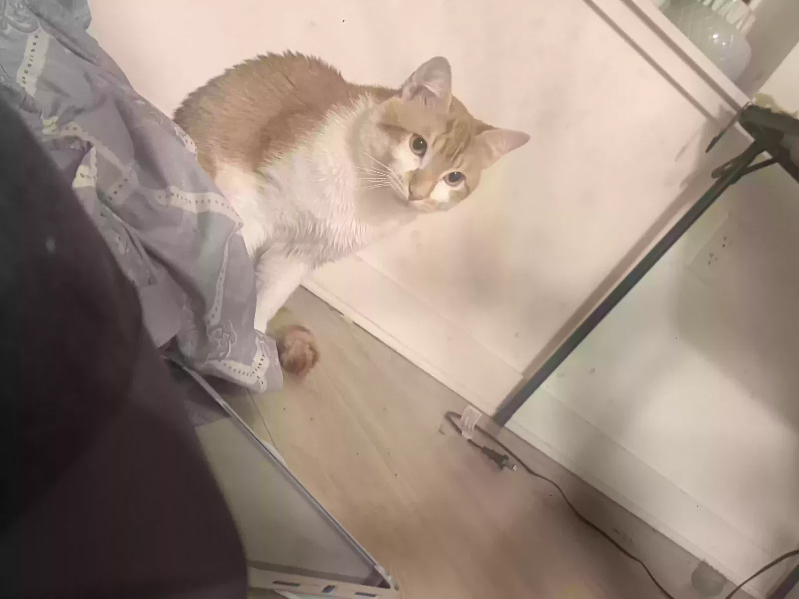 Oliver, American short haired Cat for adoption in Brooklyn, NY, 11208