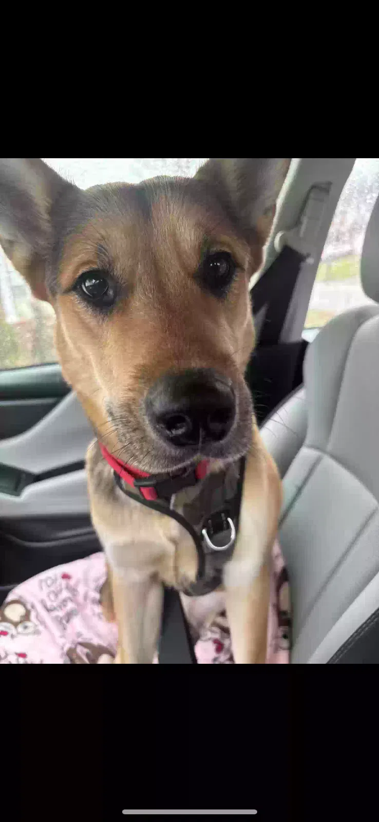 Smokey, Unknown Dog for adoption in Knoxville, TN, 37922