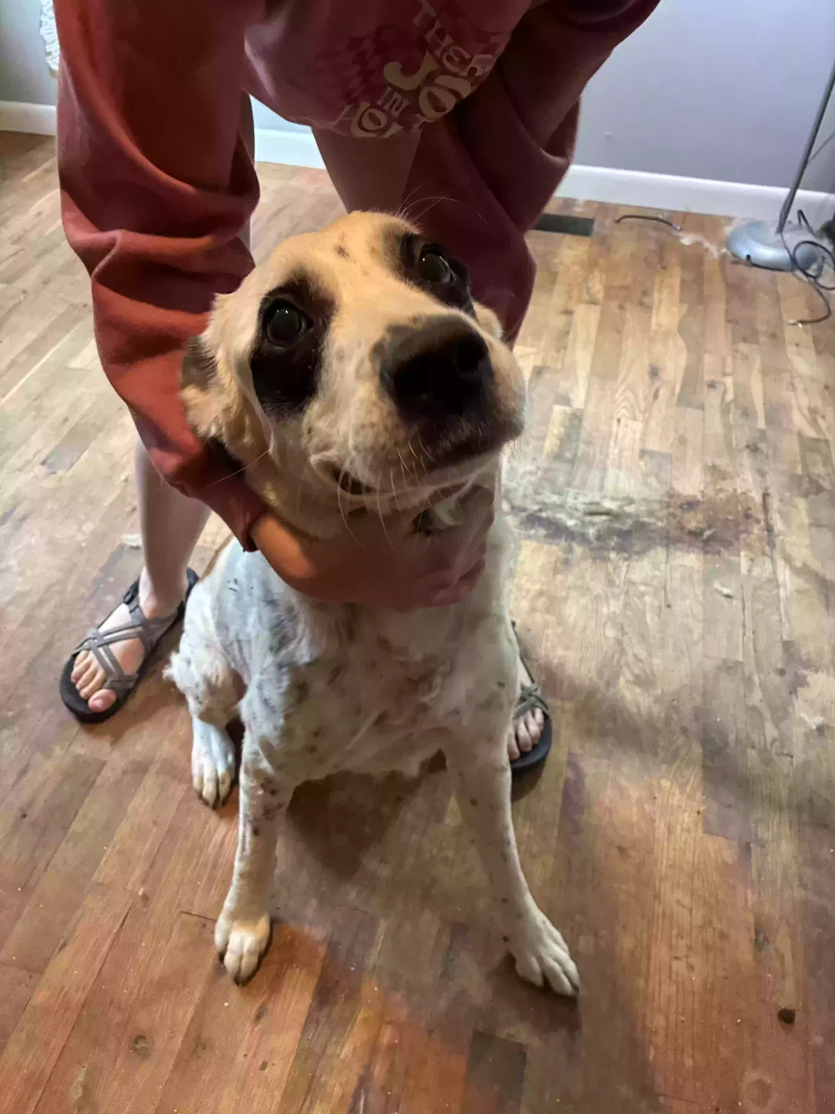 Hope, Unknown Dog for adoption in Henderson, AR, 72544