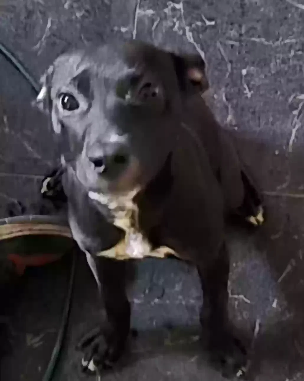Rayven, Pit mix Dog for adoption in Alliance, OH, 44601