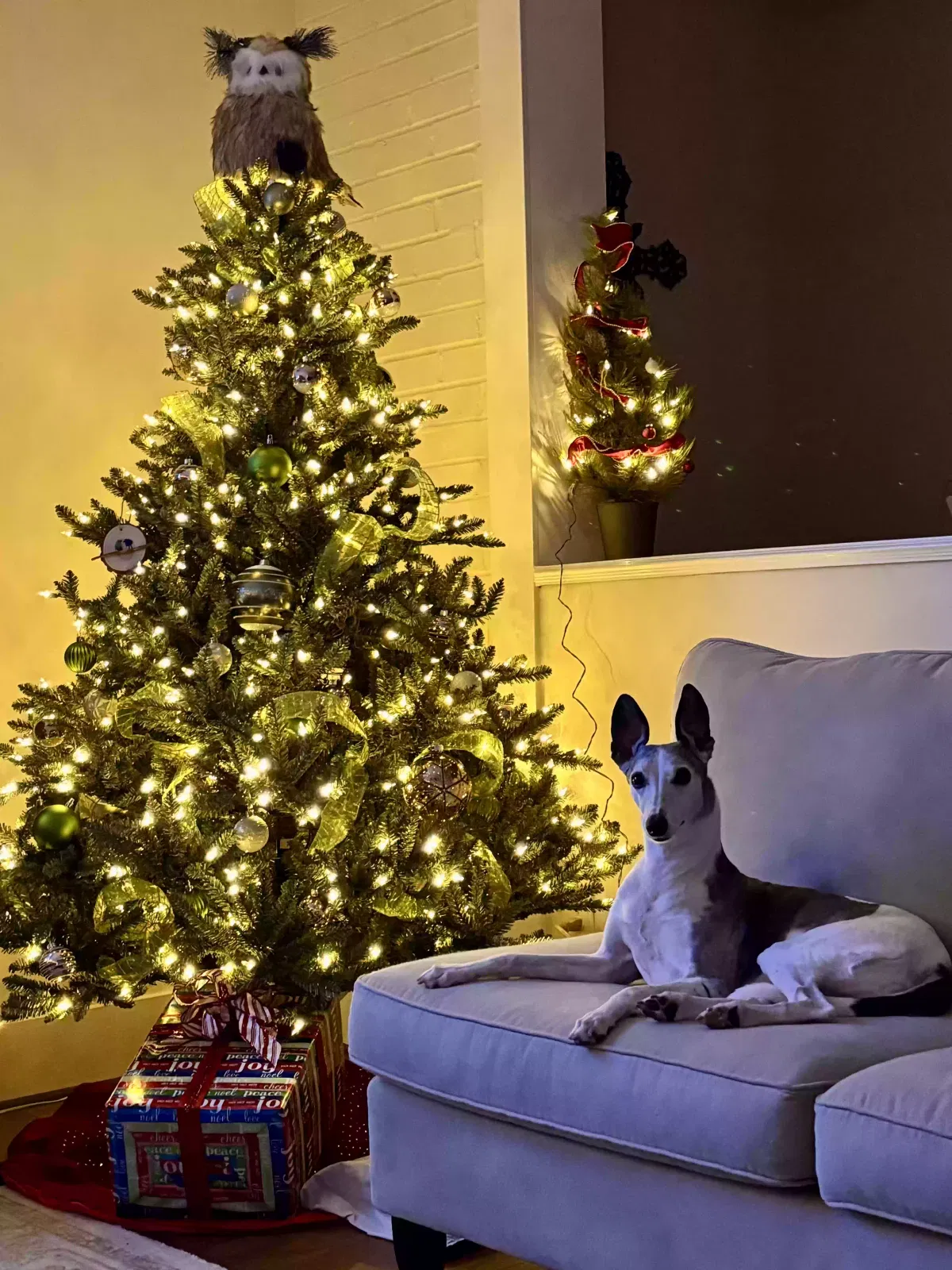Dog, Whippet Dog for adoption in Mikana, WI, 54857