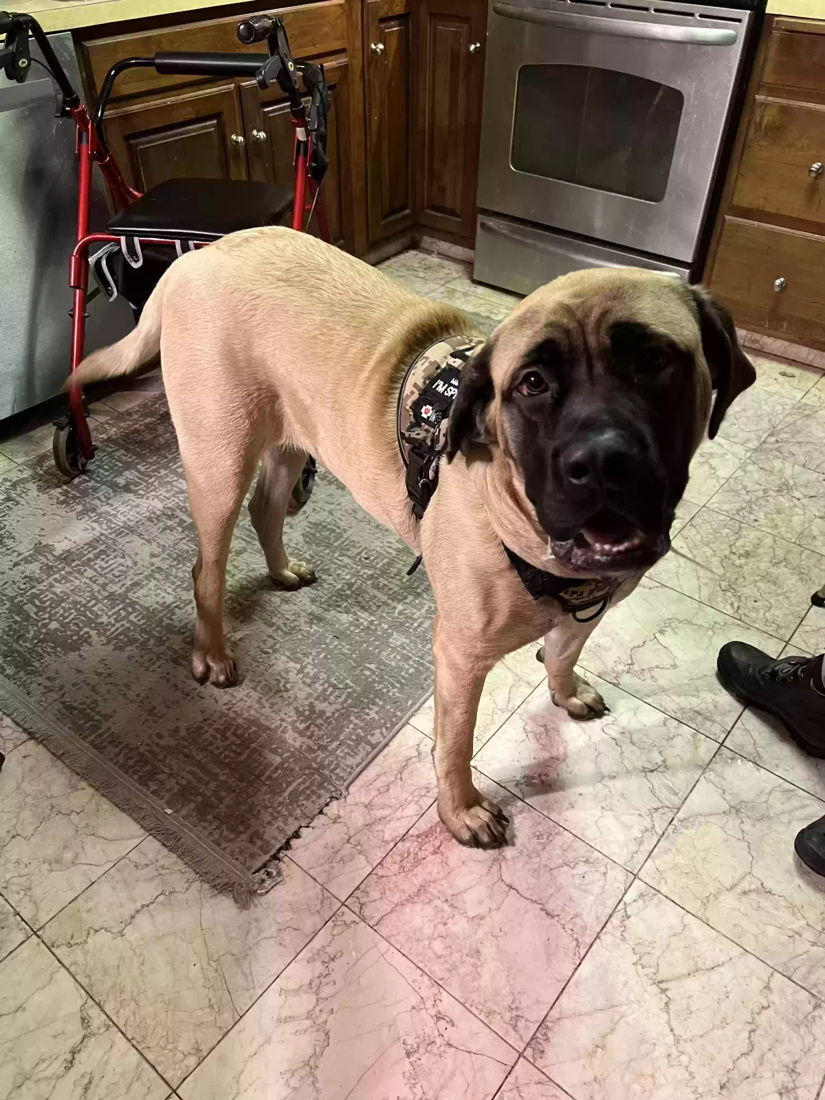 Sadie, English Mastiff Dog for adoption in Allentown, PA, 18103