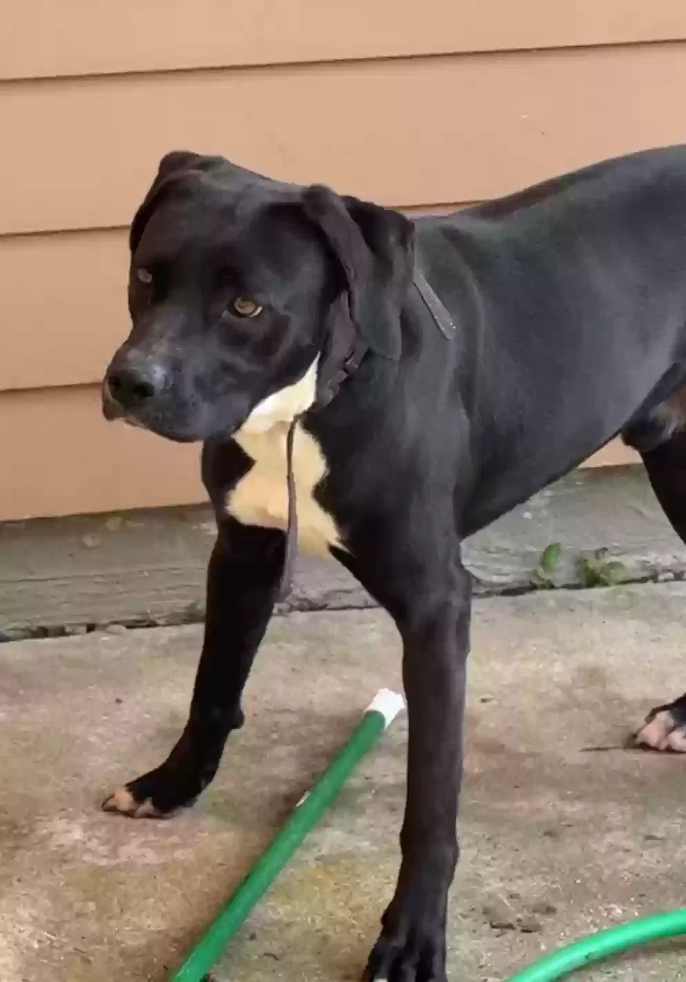 Jaxx, Black Labrador Dog for adoption in Belle Chasse, LA, 70037