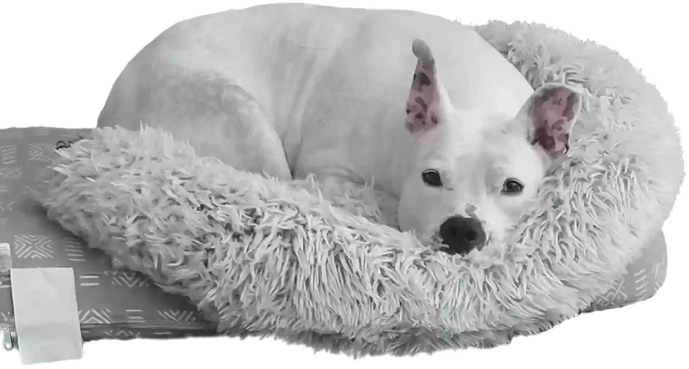 Jax, Pitbull terrier Dog for adoption in Lexington, SC, 29073