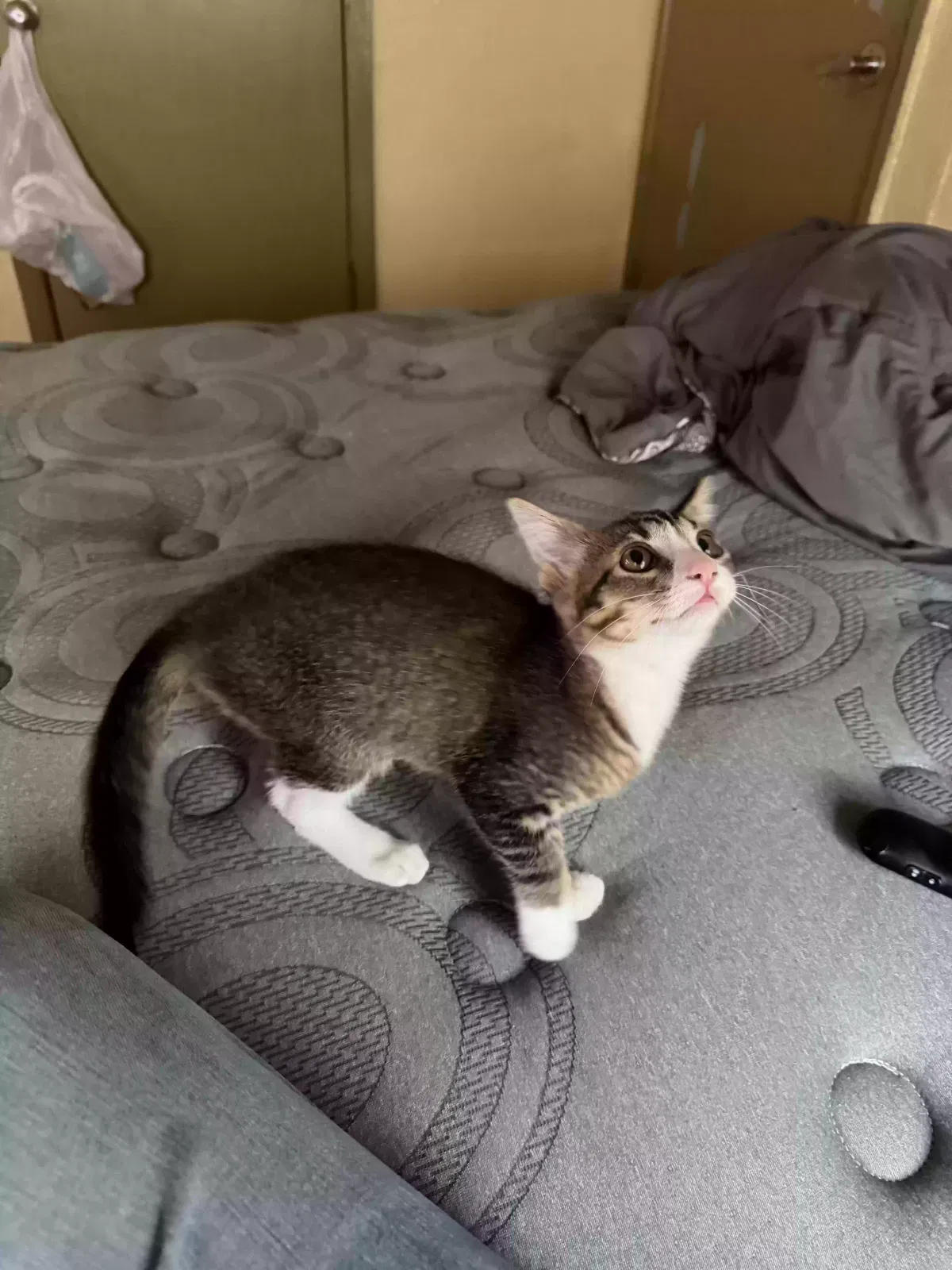 Cat, Unknown Cat for adoption in Jackson, TN, 38301