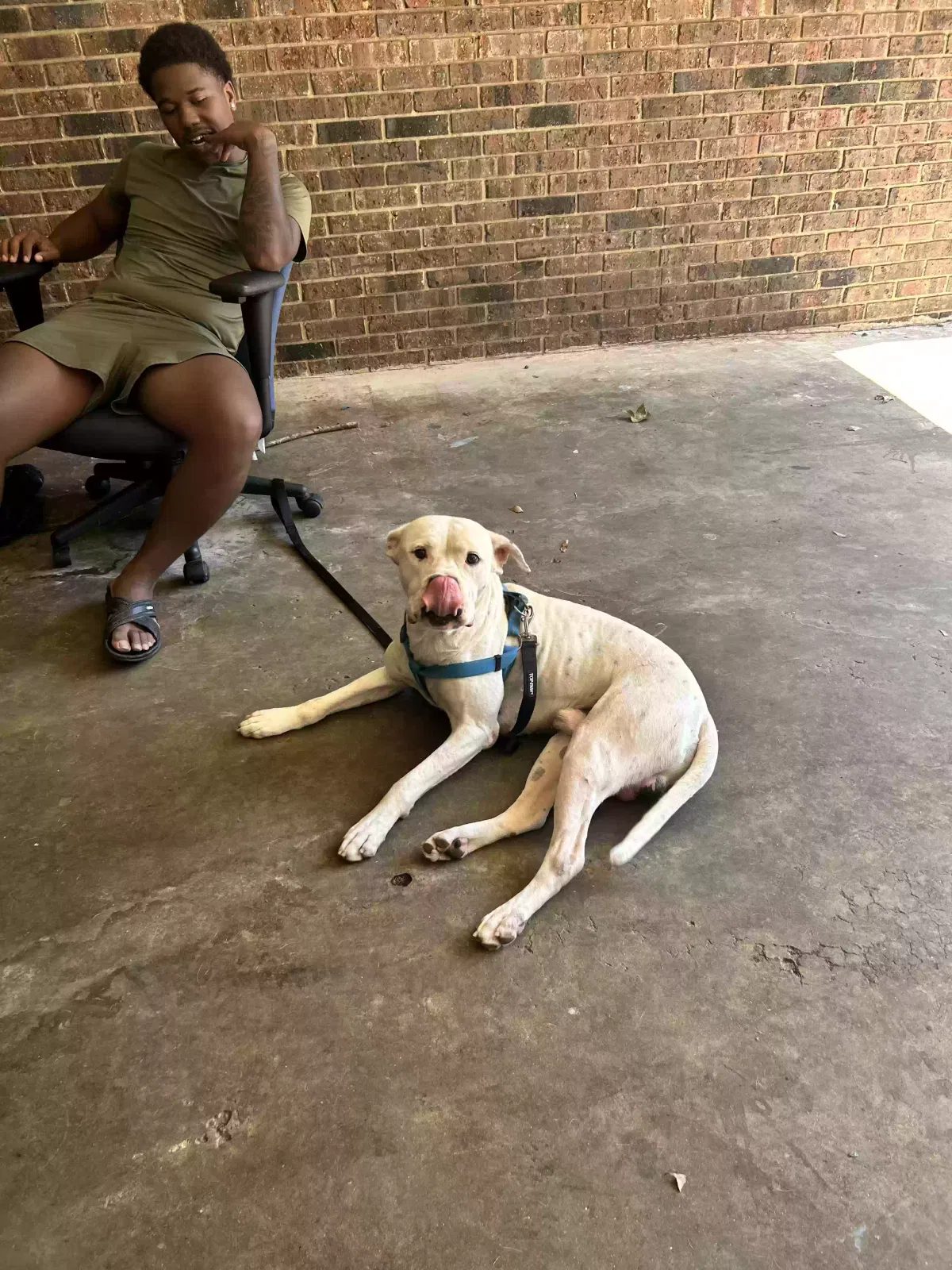 Uno, dogo Argentino Dog for adoption in Riverdale, GA, 30274