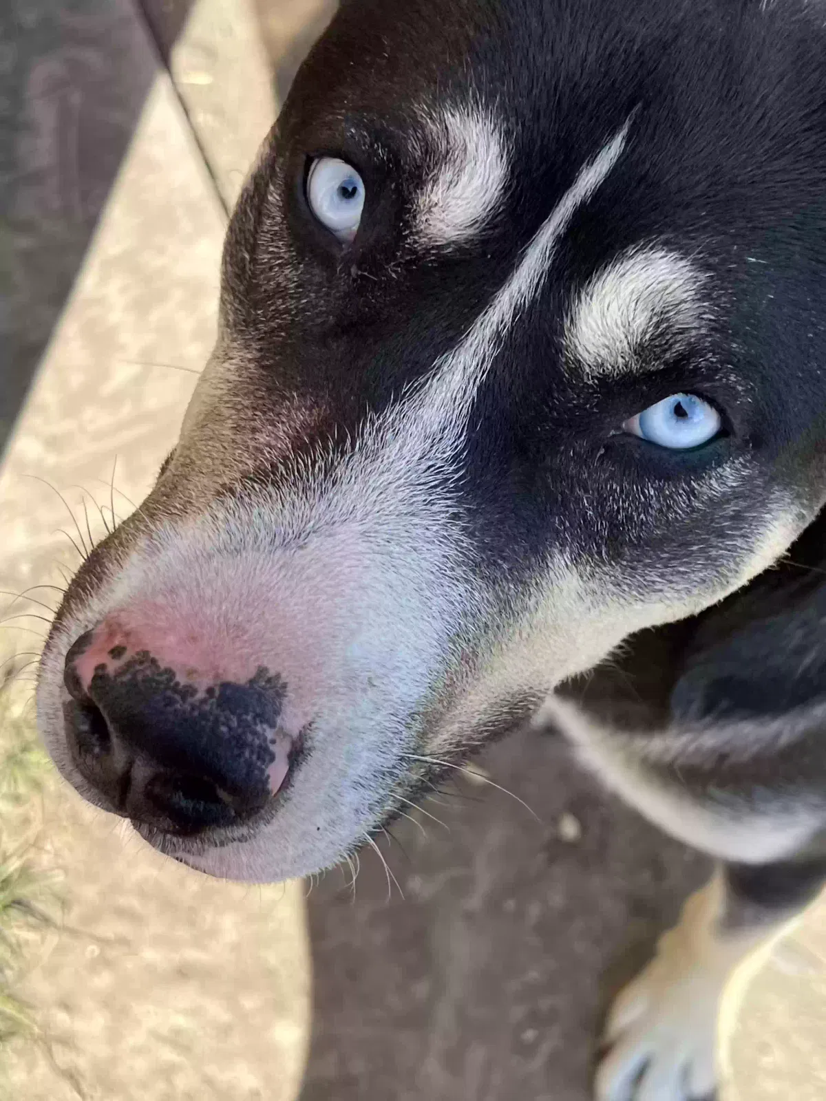 Dog, Husky mix Dog for adoption in Detroit, MI, 48228