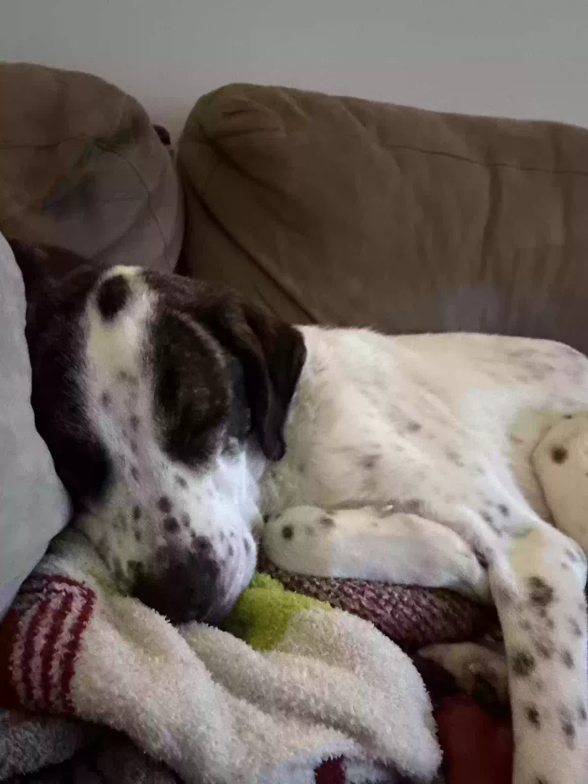 Bean, Unknown Dog for adoption in Jacksonville, NC, 28546