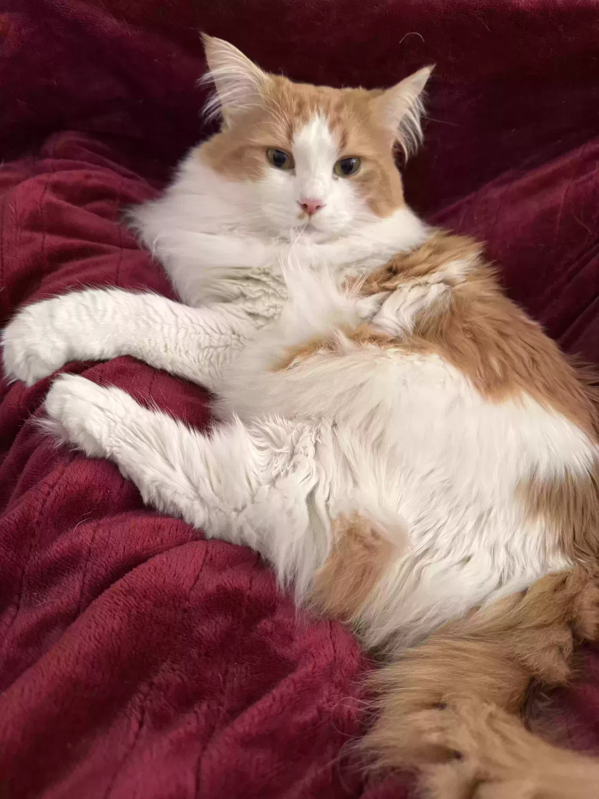 Garfield, Domestic Long haired Cat for adoption in Royal City, WA, 99357