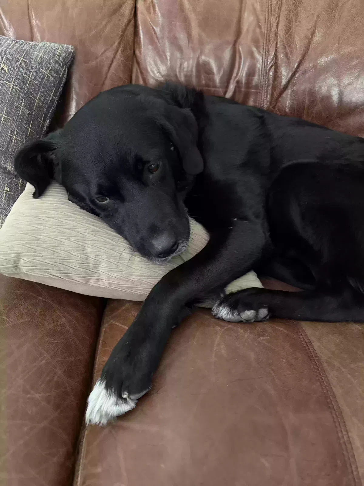 Ace, Unknown Dog for adoption in Herriman, UT, 84096