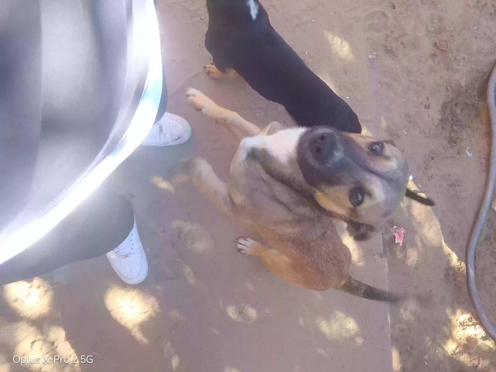 Buster, Don't know the breed Dog for adoption in St Thomas, VI, 805